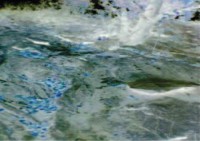 /album/gsw-forroo/kj-9-1-jpg/